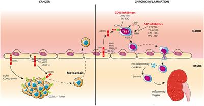 CD95/Fas, Non-Apoptotic Signaling Pathways, and Kinases